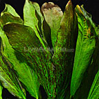 Red Flame, Echinodorus red flame Red Flame, Echinodorus red flame